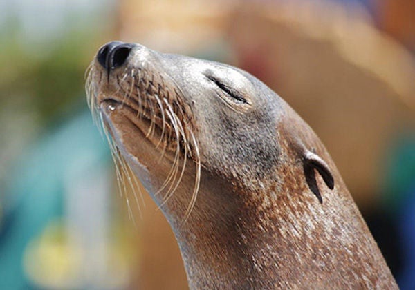 Sea Lion